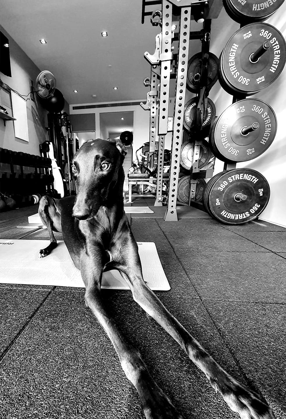 Dumbells